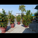 Mandarinenbäume gehören zum Tết Nguyên Đán